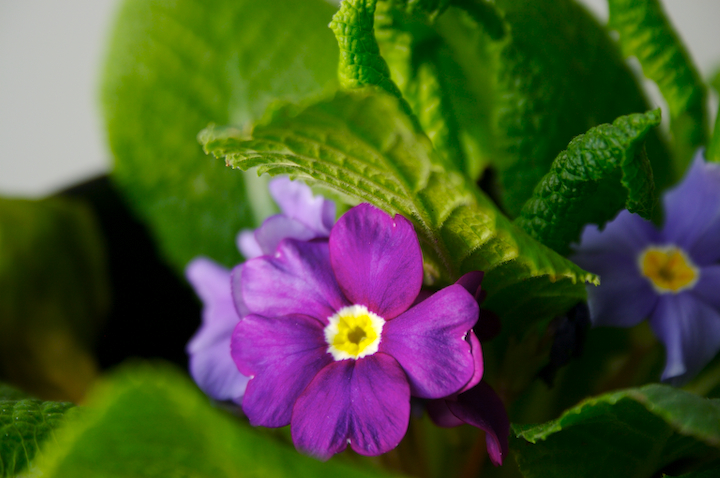 spring