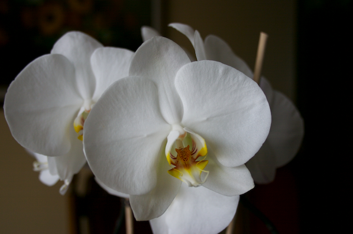 orchid