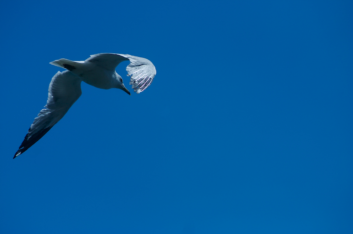 gull