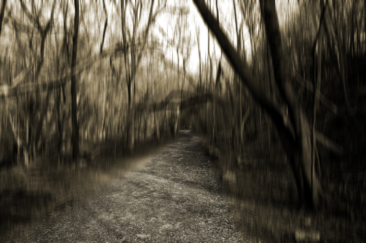 into the woods