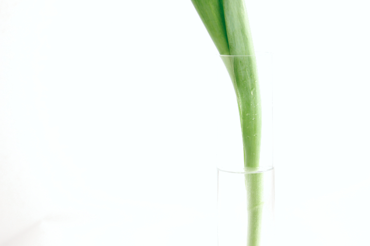 stem