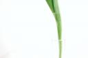 stem