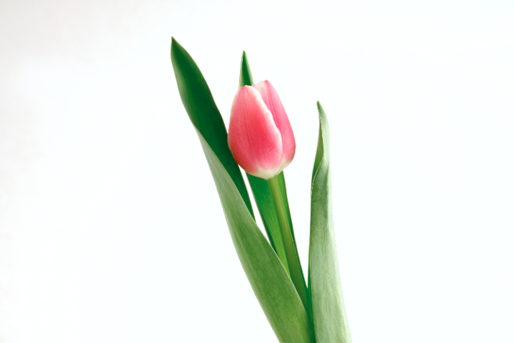 tulip