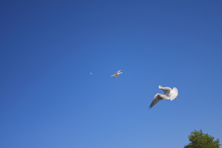 moon+gulls+tree