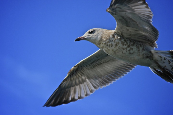 soar