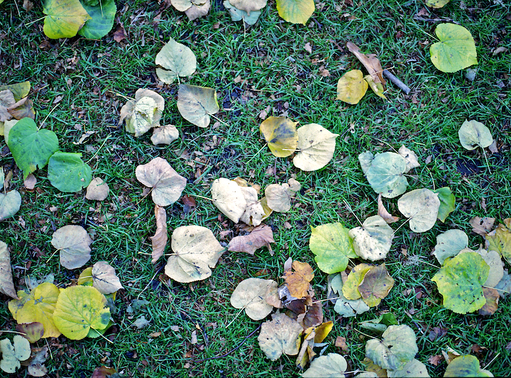 fallen leaves